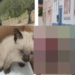 No Sertão de PE, indivíduo é preso pela PM por estuprar um Gato