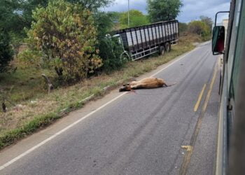Caminhão colide com vacas e animais acabam mortos em acidente entre Afogados e Carnaíba