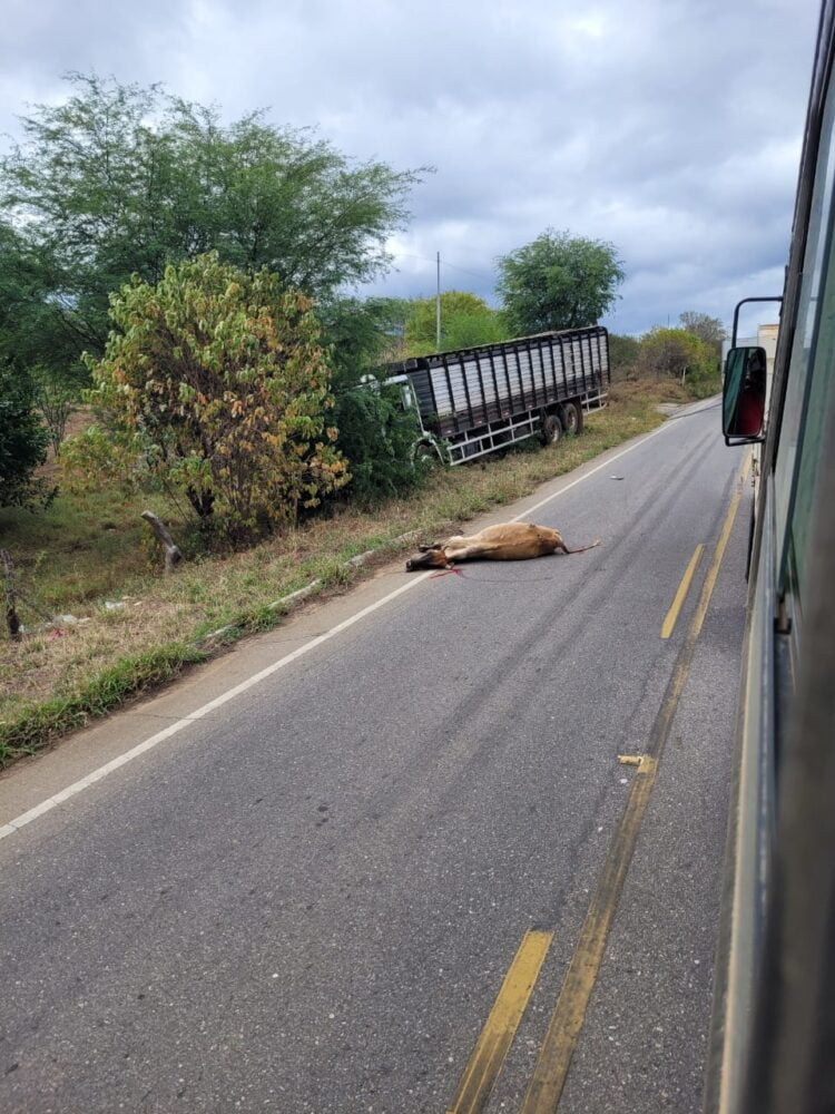 Caminhão colide com vacas e animais acabam mortos em acidente entre Afogados e Carnaíba