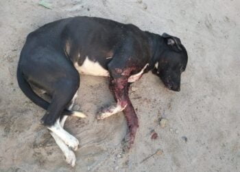 Idoso é preso após atirar em cachorro no interior de Pernambuco