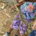 Jacaré encontrado no Centro de Serra Talhada