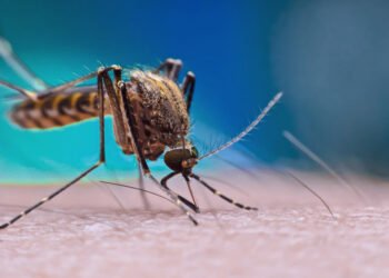 Pernambuco registra aumento de 469% nos casos de chikungunya