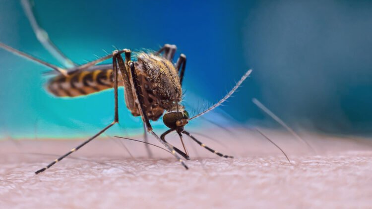 Pernambuco registra aumento de 469% nos casos de chikungunya