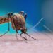 Pernambuco registra aumento de 469% nos casos de chikungunya