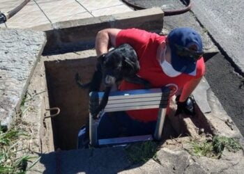 Cachorro fica preso em rede de esgoto em bairro de Serra Talhada