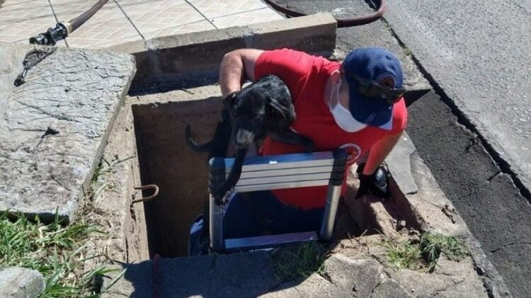 Cachorro fica preso em rede de esgoto em bairro de Serra Talhada