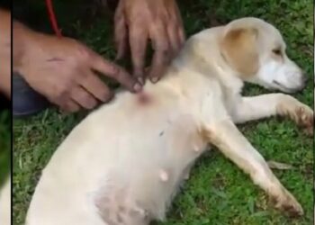 Cadela é morta a tiro ‘acusada’ de comer os ovos da galinha do vizinho