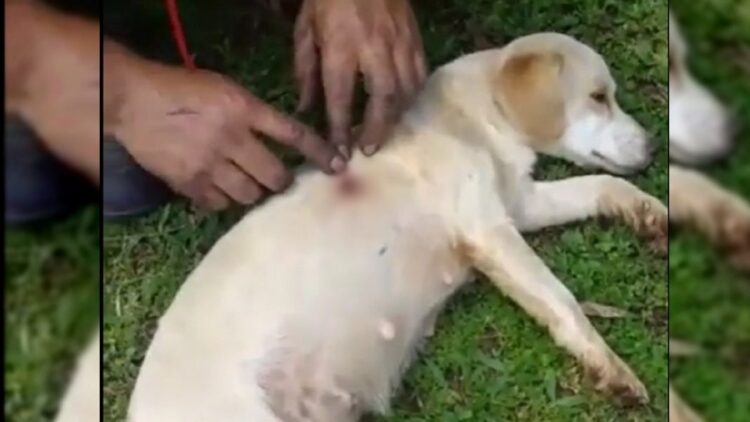 Cadela é morta a tiro ‘acusada’ de comer os ovos da galinha do vizinho