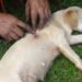 Cadela é morta a tiro ‘acusada’ de comer os ovos da galinha do vizinho