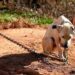Mulher conduzida a Delegacia de Serra Talhada por maus tratos a animal