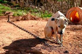 Mulher conduzida a Delegacia de Serra Talhada por maus tratos a animal