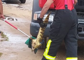 Jacaré é capturado durante chuva no Sertão do Pernambuco