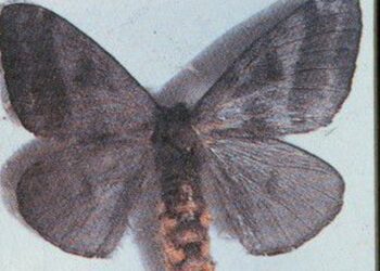 Pernambuco: Surto de lesões que provocam coceira tem mariposas como causa, afirma Sociedade Brasileira de Dermatologia em nota técnica