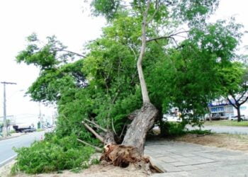 Fortes ventos derrubam árvore em Serra Talhada