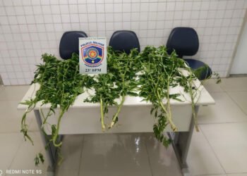 Homem é pego cultivando maconha e ameçando família com uma foice na zona rural de Afogados