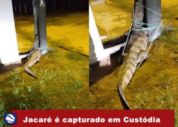 Jacaré é capturado em Custódia