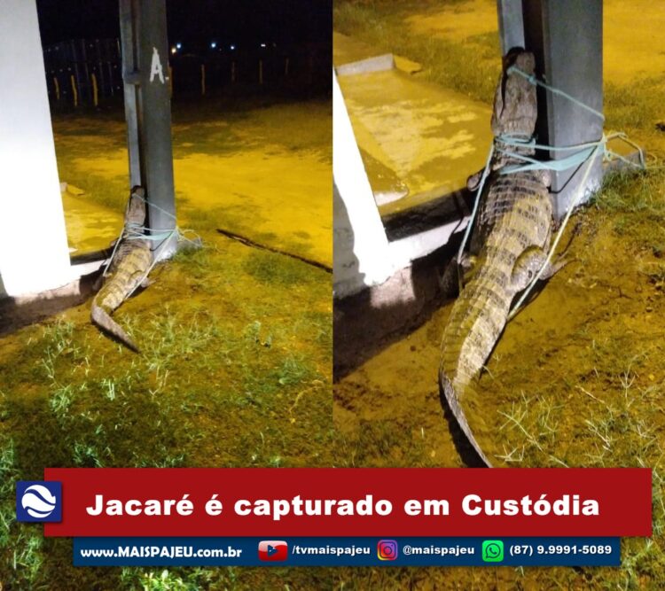 Jacaré é capturado em Custódia
