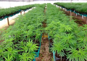 Anvisa libera o décimo produto medicinal à base de cannabis