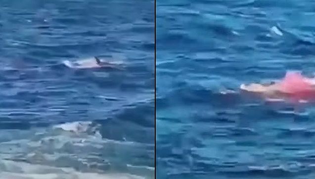 Vídeo: tubarão-branco mata mergulhador que estava prestes a se casar