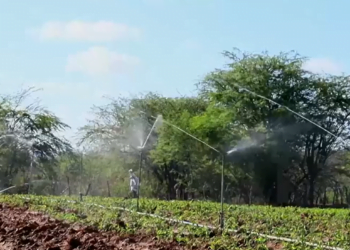 Perenização do Rio Pajeú muda a realidade da agricultura em Carnaíba