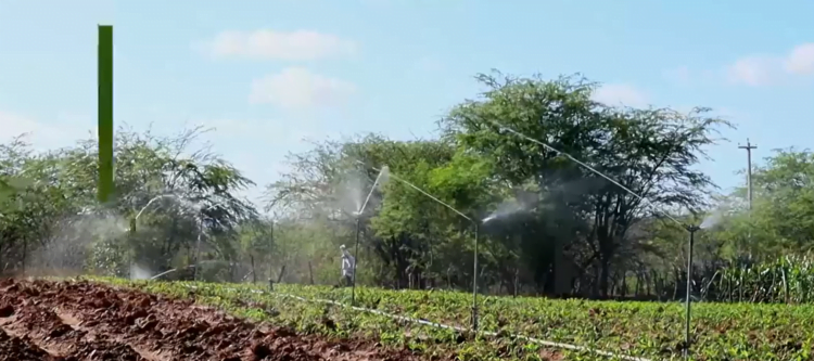 Perenização do Rio Pajeú muda a realidade da agricultura em Carnaíba
