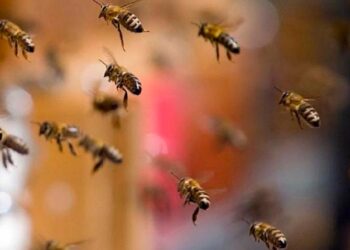 No Sertão de PE, ex-candidata a vereadora, morre após ser atacada por abelhas