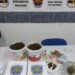 Grande quantidade de maconha é apreendida pela Polícia em Afogados da Ingazeira