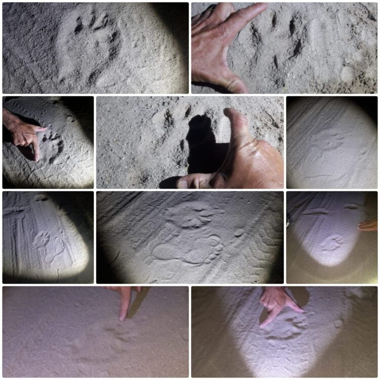 Morador da zona rural de Itapetim registra possíveis pegadas de onça e diz ter ouvido esturro do animal na noite desta sexta-feira (15)