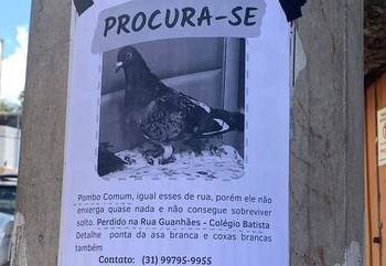 Mulher se desespera após pombo de estimação desaparecer e oferece recompensa altíssima; Confira