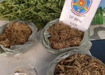 Roça de maconha com 30.000 pés é localizada pela Polícia em Carnaíba