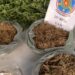 Roça de maconha com 30.000 pés é localizada pela Polícia em Carnaíba