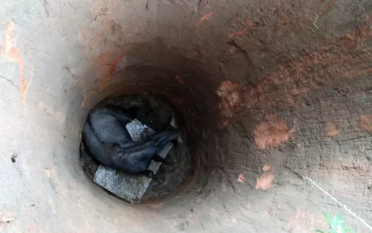 Em São José do Egito, cavalo cai em poço e é resgatado sem vida por bombeiros