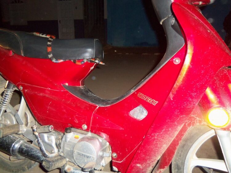 Mulher se assusta ao encontrar serpente no banco de moto em Serra Talhada