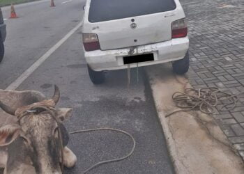 PRF resgata dois bovinos que estavam sendo transportados em veículos de passeio na PB