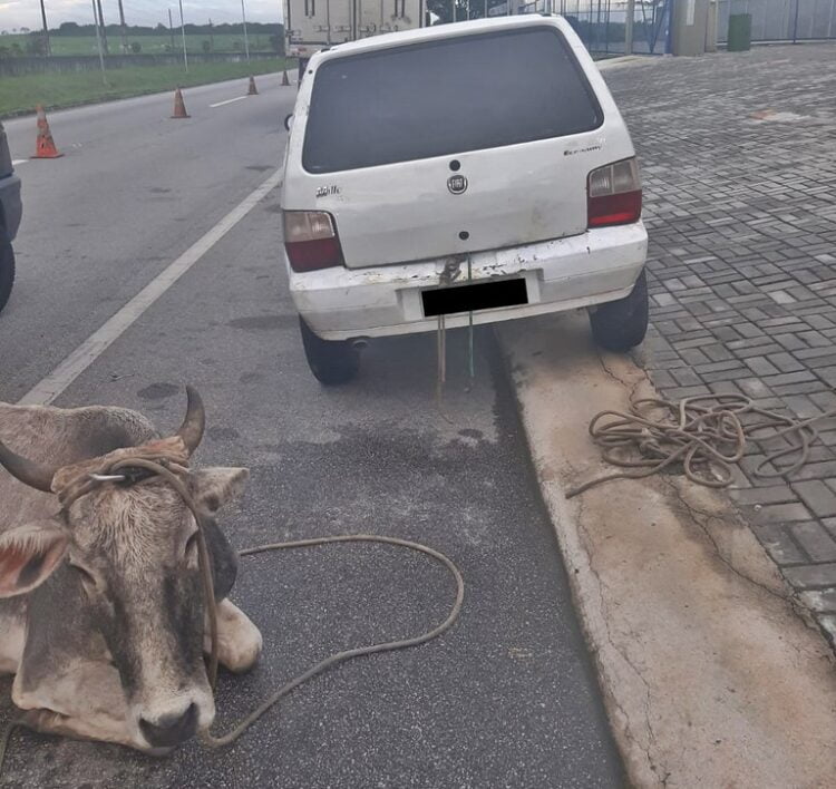 PRF resgata dois bovinos que estavam sendo transportados em veículos de passeio na PB