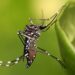 Pernambuco confirma primeira morte por chikungunya no Estado em 2022