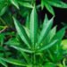 STJ permite cultivo de maconha para uso medicinal em decisão inédita; Entenda