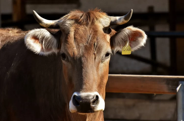 Vaca furtada é recuperada em São José do Egito