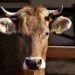 Vaca furtada é recuperada em São José do Egito