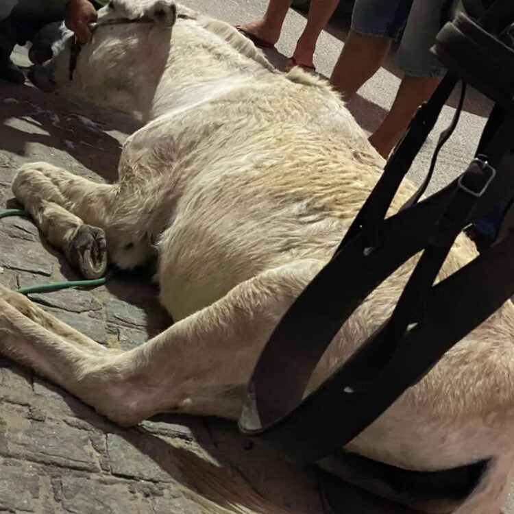Animal passa mal e morre na rua da escola Cônego João Leite, Centro de Afogados da Ingazeira