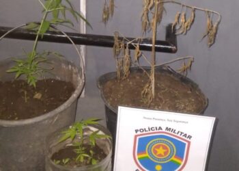 Polícia descobre plantio de pés de maconha em São José do Egito