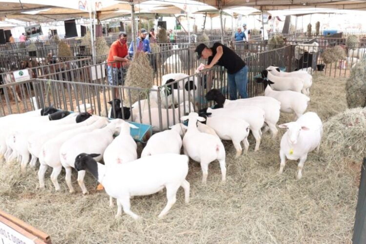 XVI Expoagro: exposição de animais gerou volume de negócios de mais de 200 mil Reais