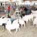 XVI Expoagro: exposição de animais gerou volume de negócios de mais de 200 mil Reais