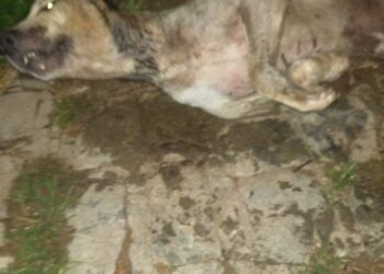 Animal agredido e deixado amarrado dentro de saco de lixo em São José do Egito