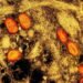 OMS dá novos nomes às variantes do vírus monkeypox, causador da varíola do macaco