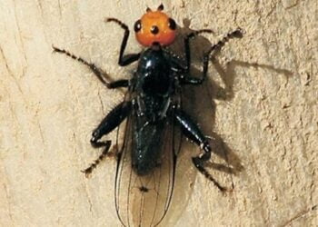 Moscas carnívoras extintas há quase 200 anos são descobertas por guarda-florestal na França