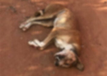Homem é preso suspeito de matar cachorro a pedradas em Buíque
