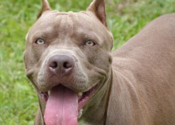 Durante ataque, cachorros devoram 16 ovelhas em Triunfo, no Sertão