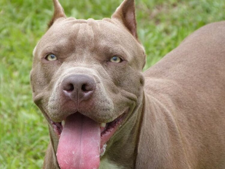 Durante ataque, cachorros devoram 16 ovelhas em Triunfo, no Sertão