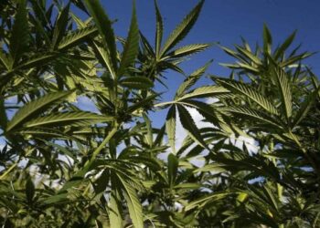 Pai e filha obtêm autorização para plantar maconha com fins medicinais